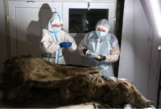 极地冰封3500年 第一个棕熊完整遗体被发现