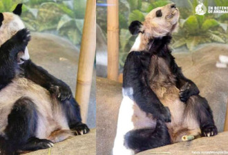 拉黑!删评!虐待熊猫的美国动物园 究竟在怕什么?