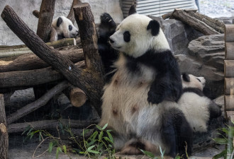 大熊猫“丫丫”美国疑遭虐 60载熊猫外交走到尽头？