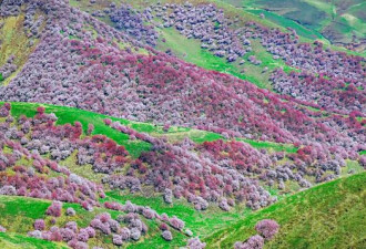 中国春天最美的八大赏花胜地 一起看