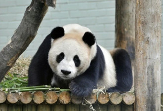 一年开销上千万外国租借一熊猫有多难？