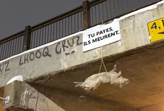 蒙特利尔三架桥上分别悬挂三具猪尸体！