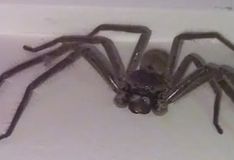 巨大毒蜘蛛闯进家 澳洲妹子决定&quot;收养&quot;它当宠物？