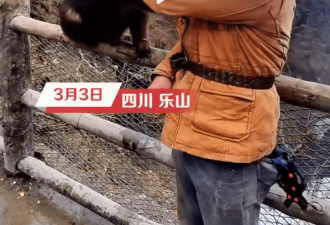 男子回应与峨眉山猴子搏击:练过自由搏击条件反射