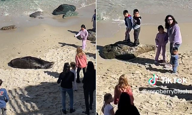 小女孩这样对海狮引公愤被赶出加州海滩众人叫好- 大千杂闻- 倍可亲