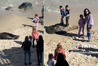小女孩对海狮这样引起公愤 被赶出加州海滩众人叫好