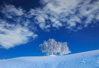 胡杨傲立大漠雪 呈现一幅幅美丽油画