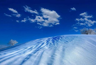胡杨傲立大漠雪 呈现一幅幅美丽油画