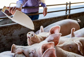专家呼吁：为了祖国的粮食安全，节约粮食，从猪做起