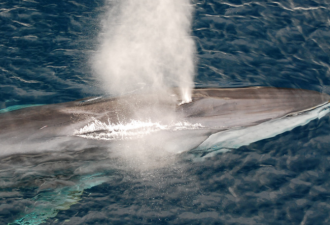 惨！巨鲸拦腰快折断，在西班牙海岸挣扎着游泳