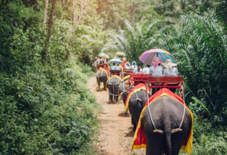 去泰国别再骑大象了 看这张照片就知他们多可怜
