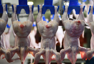 香港宣布：暂停进口美国部分地区禽肉及禽类产品