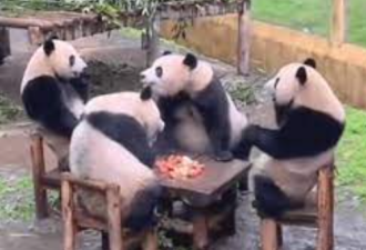 四只大熊猫凑一桌“打麻将” 动物园说…