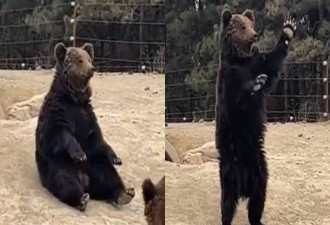 熊见人就“站立挥手”遭疑是人假扮 园方解释反遭骂