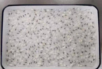 上海海关查获301只活体蚂蚁 4个月内已截获千余只