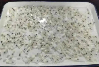上海海关查获301只活体蚂蚁 4个月内已截获千余只