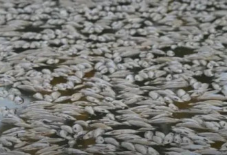 澳大利亚数百万条死鱼堵塞河流:笼罩小镇
