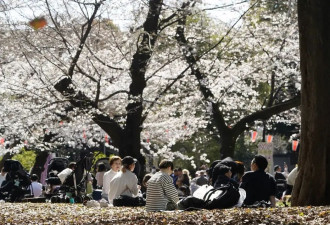 受全球变暖影响 日本樱花可能不再开花