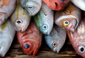 这7类海鲜鱼类含汞量低 专家：应该多吃