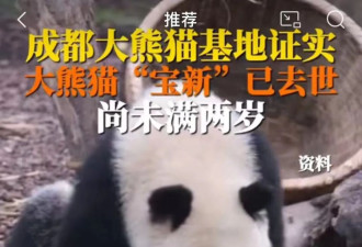 不到2岁的大熊猫，被成都基地养死了
