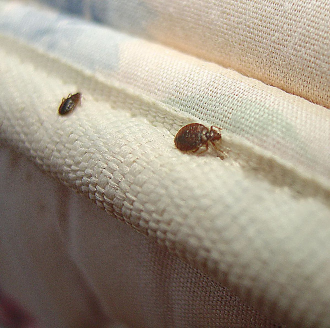 How to Prevent Bed Bug Infestations | Bed Bug Facts | Orkin