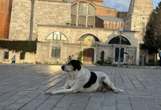 很快活——土耳其初体验之流浪猫狗的天堂