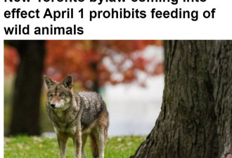 4月1日开始多伦多喂养野生动物违法