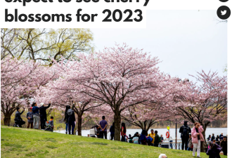 多伦多樱花季来啦 今年“盛开季”在这时 这几个公园超美