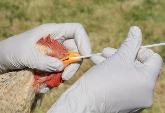 加拿大多地爆发禽流感 危害堪比新冠! Costco烤鸡吃起来有化学味?
