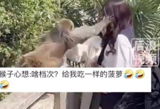 女子给猴喂食被掌掴,目击者:猴子很凶