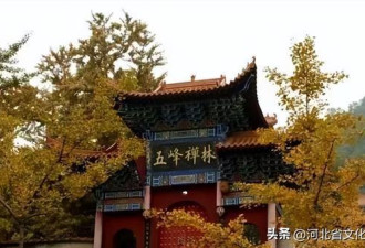 河北最大的古银杏树群 历史比长城还长