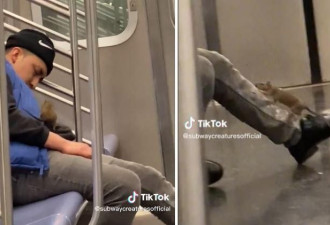 纽约地铁熟睡，巨鼠爬上身…男子反应让全网崩溃