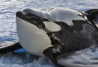 被关50多年！57岁的虎鲸将重获自由 ...