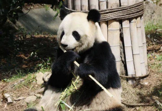 280份简历录取率0 成为大熊猫饲养员有多难？
