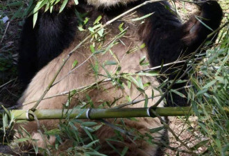 280份简历录取率0 成为大熊猫饲养员有多难？