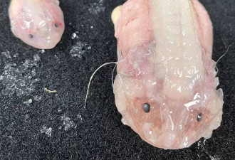 日本深海“蜗牛鱼” 获金氏纪录最深海鱼