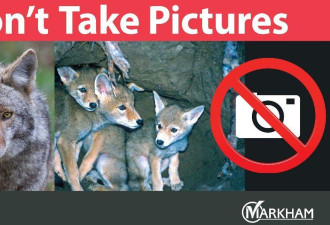 万锦市警告：不要接近郊狼巢穴和拍照