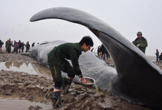 单月第3起巴里岛抹香鲸搁浅亡 胃里发现不明液体