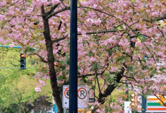 加拿大7000刀的浪漫赏樱团火了！中国游客爆满，与东京抢生意