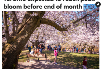 多伦多High Park樱花提前盛开 高峰期在4月