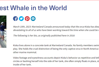 【视频】安省海洋公园遭全网抨击：33头白鲸在狭小围栏里死亡！