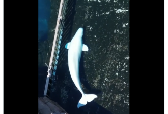 【视频】安省海洋公园遭全网抨击：33头白鲸在狭小围栏里死亡！