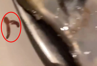 【视频】多伦多CN塔旋转餐厅遭曝光：海鲜吃出大活虫！
