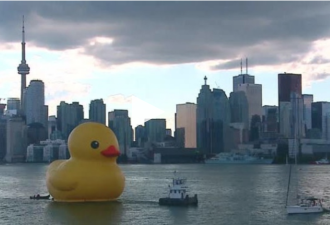 巨型水上小黄鸭将回到多伦多