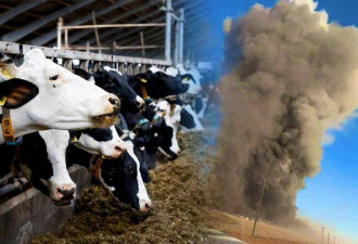有纪录来最惨烈！德州农场爆炸烧死1.8万头乳牛