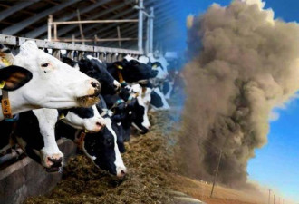 有纪录以来最惨烈！ 德州农场烧死1.8万头乳牛