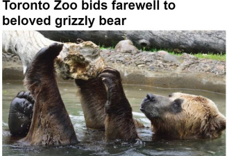 多伦多动物园灰熊被安乐死