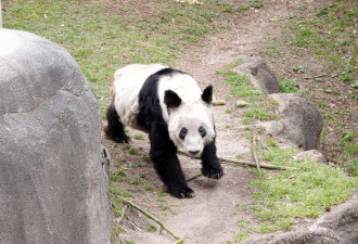 纽时：在争议声中，旅美大熊猫丫丫准备返回中国