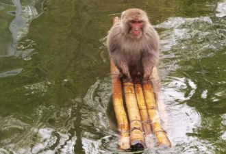 网红猴子被“霸凌”，只能天天水上漂？