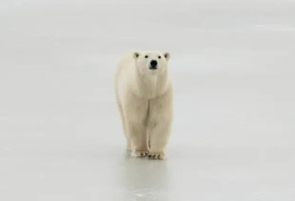 加拿大竟开设北极熊监狱 罪犯熊关押30天